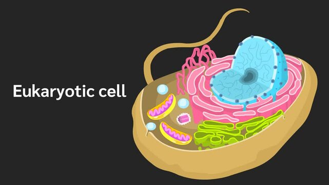 The endomembrane system of a eukaryotic cell