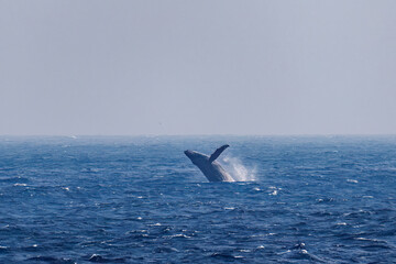 Naklejka premium ブリーチング（ジャンプ）をしている。 陸から見えたザトウクジラ（ナガスクジラ科）の群れが泳ぐ様子。 英名学名：Humpback Whale, Megaptera novaeangliae 真新しい溶岩でできた荒々しい海岸線の底土港外。 東京都伊豆諸島八丈島-2025年 