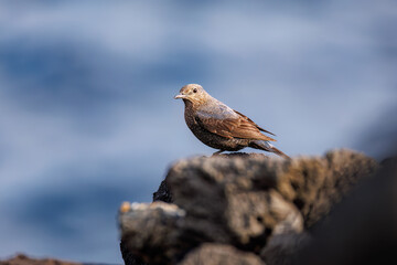 飛び立つ美しいイソヒヨドリ（ヒタキ科）
英名、学名：Blue Rock Thrush...