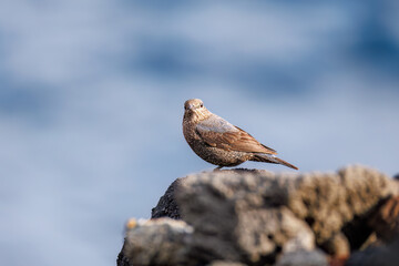 飛び立つ美しいイソヒヨドリ（ヒタキ科）
英名、学名：Blue Rock Thrush (Monticola solitarius
東京都伊豆諸島八丈島-2025年
