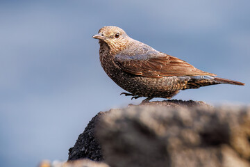 飛び立つ美しいイソヒヨドリ（ヒタキ科）
英名、学名：Blue Rock Thrush (Monticola solitarius
東京都伊豆諸島八丈島-2025年
