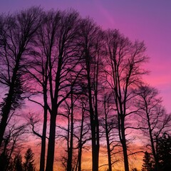 Naklejka premium Silhouetted Trees at Sunset