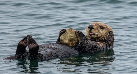 Obraz premium Sea Otter Holding Rock in Ocean Water