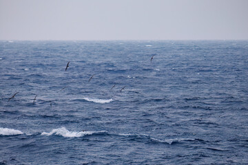 飛翔する美しいオオミズナギドリ（ミズナギドリ科）の群れ。
英名学名：Streaked Shearwater, Calonectris leucomelas
絶海の孤島である、三宅島周辺は非常に海鳥の数が多い。
東海汽船東京湾～伊豆諸島八丈島、太平洋航路の橘丸船上-2025
