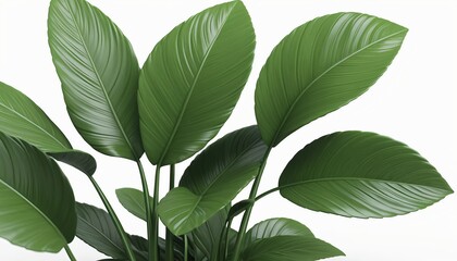 Naklejka premium Lush Green Bird of Paradise Plant Leaves