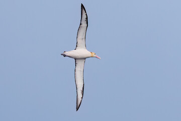 沖を飛翔する巨大なアホウドリ（アホウドリ科）。翼長は２m以上。
英名学名：Short-tailed albatross, Phoebastria albatrus
絶海の孤島である、三宅島周辺は非常に海鳥の数が多い。
東海汽船東京湾～伊豆諸島八丈島、太平洋航路の橘丸船上-2025
