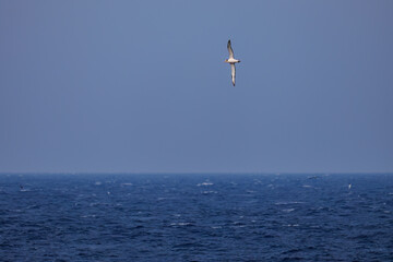 沖を飛翔する巨大なアホウドリ（アホウドリ科）。翼長は２m以上。
英名学名：Short-tailed albatross, Phoebastria albatrus
絶海の孤島である、三宅島周辺は非常に海鳥の数が多い。
東海汽船東京湾～伊豆諸島八丈島、太平洋航路の橘丸船上-2025
