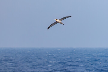 沖を飛翔する巨大なアホウドリ（アホウドリ科）。翼長は２m以上。
英名学名：Short-tailed albatross, Phoebastria albatrus
絶海の孤島である、三宅島周辺は非常に海鳥の数が多い。
東海汽船東京湾～伊豆諸島八丈島、太平洋航路の橘丸船上-2025

