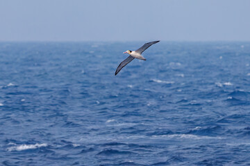 沖を飛翔する巨大なアホウドリ（アホウドリ科）。翼長は２m以上。
英名学名：Short-tailed albatross, Phoebastria albatrus
絶海の孤島である、三宅島周辺は非常に海鳥の数が多い。
東海汽船東京湾～伊豆諸島八丈島、太平洋航路の橘丸船上-2025
