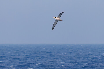 沖を飛翔する巨大なアホウドリ（アホウドリ科）。翼長は２m以上。
英名学名：Short-tailed albatross, Phoebastria albatrus
絶海の孤島である、三宅島周辺は非常に海鳥の数が多い。
東海汽船東京湾～伊豆諸島八丈島、太平洋航路の橘丸船上-2025
