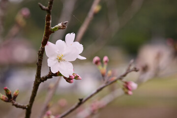 桜の開花