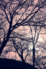 冬枯れした木々　