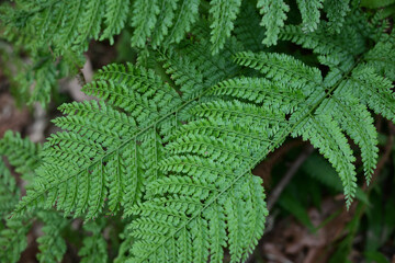 シダ植物