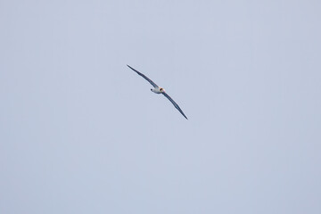 沖を飛翔する巨大なアホウドリ（アホウドリ科）。翼長は２m以上。
英名学名：Short-tailed albatross, Phoebastria albatrus
絶海の孤島である、三宅島周辺は非常に海鳥の数が多い。
東海汽船東京湾～伊豆諸島八丈島、太平洋航路の橘丸船上-2025
