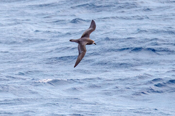 飛翔する美しいハシボソミズナギドリ（ミズナギドリ科）の群れ。
英名学名：Short-tailed Shearwater, Ardenna tenuirostris
絶海の孤島である、三宅島周辺は非常に海鳥の数が多い。
東海汽船東京湾～伊豆諸島八丈島、太平洋航路の橘丸船上-2025
