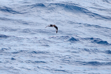 飛翔する美しいハシボソミズナギドリ（ミズナギドリ科）の群れ。
英名学名：Short-tailed Shearwater, Ardenna tenuirostris
絶海の孤島である、三宅島周辺は非常に海鳥の数が多い。
東海汽船東京湾～伊豆諸島八丈島、太平洋航路の橘丸船上-2025
