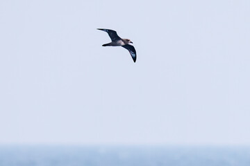 飛翔する美しいハシボソミズナギドリ（ミズナギドリ科）の群れ。
英名学名：Short-tailed Shearwater, Ardenna tenuirostris
絶海の孤島である、三宅島周辺は非常に海鳥の数が多い。
東海汽船東京湾～伊豆諸島八丈島、太平洋航路の橘丸船上-2025
