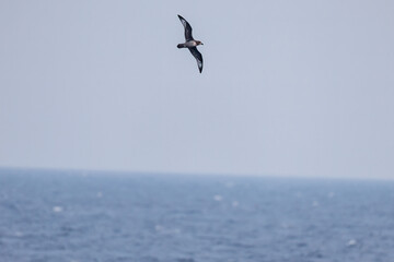 飛翔する美しいハシボソミズナギドリ（ミズナギドリ科）の群れ。
英名学名：Short-tailed Shearwater, Ardenna tenuirostris
絶海の孤島である、三宅島周辺は非常に海鳥の数が多い。
東海汽船東京湾～伊豆諸島八丈島、太平洋航路の橘丸船上-2025
