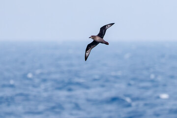 飛翔する美しいハシボソミズナギドリ（ミズナギドリ科）の群れ。
英名学名：Short-tailed Shearwater, Ardenna tenuirostris
絶海の孤島である、三宅島周辺は非常に海鳥の数が多い。
東海汽船東京湾～伊豆諸島八丈島、太平洋航路の橘丸船上-2025
