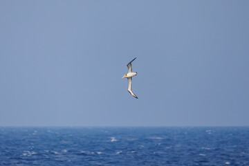 Fototapeta premium 沖を飛翔する巨大なアホウドリ（アホウドリ科）。翼長は２m以上。 英名学名：Short-tailed albatross, Phoebastria albatrus 絶海の孤島である、三宅島周辺は非常に海鳥の数が多い。 東海汽船東京湾～伊豆諸島八丈島、太平洋航路の橘丸船上-2025 