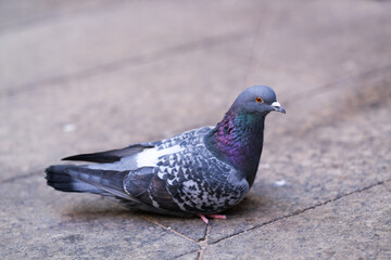 Pigeon