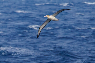 沖を飛翔する巨大なアホウドリ（アホウドリ科）。翼長は２m以上。
英名学名：Short-tailed albatross, Phoebastria albatrus
絶海の孤島である、三宅島周辺は非常に海鳥の数が多い。
東海汽船東京湾～伊豆諸島八丈島、太平洋航路の橘丸船上-2025
