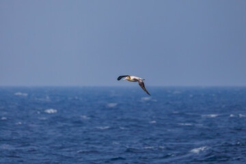 沖を飛翔する巨大なアホウドリ（アホウドリ科）。翼長は２m以上。
英名学名：Short-tailed albatross, Phoebastria albatrus
絶海の孤島である、三宅島周辺は非常に海鳥の数が多い。
東海汽船東京湾～伊豆諸島八丈島、太平洋航路の橘丸船上-2025
