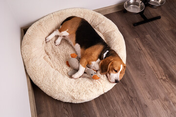 Beagle dog is lying on the dog bed