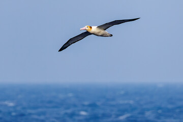 沖を飛翔する巨大なアホウドリ（アホウドリ科）。翼長は２m以上。
英名学名：Short-tailed albatross, Phoebastria albatrus
絶海の孤島である、三宅島周辺は非常に海鳥の数が多い。
東海汽船東京湾～伊豆諸島八丈島、太平洋航路の橘丸船上-2025
