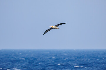 沖を飛翔する巨大なアホウドリ（アホウドリ科）。翼長は２m以上。
英名学名：Short-tailed albatross, Phoebastria albatrus
絶海の孤島である、三宅島周辺は非常に海鳥の数が多い。
東海汽船東京湾～伊豆諸島八丈島、太平洋航路の橘丸船上-2025
