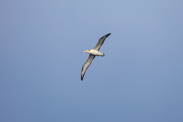 沖を飛翔する巨大なアホウドリ（アホウドリ科）。翼長は２m以上。
英名学名：Short-tailed albatross, Phoebastria albatrus
絶海の孤島である、三宅島周辺は非常に海鳥の数が多い。
東海汽船東京湾～伊豆諸島八丈島、太平洋航路の橘丸船上-2025
