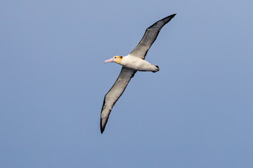 沖を飛翔する巨大なアホウドリ（アホウドリ科）。翼長は２m以上。
英名学名：Short-tailed albatross, Phoebastria albatrus
絶海の孤島である、三宅島周辺は非常に海鳥の数が多い。
東海汽船東京湾～伊豆諸島八丈島、太平洋航路の橘丸船上-2025
