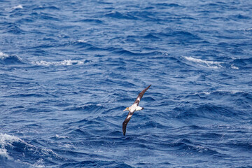 沖を飛翔する巨大なアホウドリ（アホウドリ科）。翼長は２m以上。
英名学名：Short-tailed albatross, Phoebastria albatrus
絶海の孤島である、三宅島周辺は非常に海鳥の数が多い。
東海汽船東京湾～伊豆諸島八丈島、太平洋航路の橘丸船上-2025
