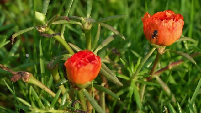 time lapse view of orange color 10 O clock flower macro