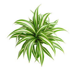 Obraz premium 3D Spider Plant with Arching Green and White Stripes Isolated on Transparent Background