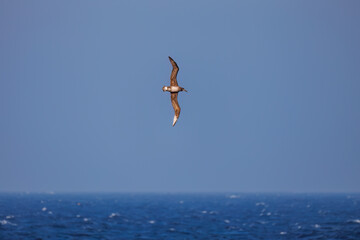 沖を飛翔する巨大なクロアシアホウドリ（アホウドリ科）。翼長は２m以上。
英名学名：Black-footed albatross, Diomedea nigripes
絶海の孤島である、三宅島周辺は非常に海鳥の数が多い。
東海汽船東京湾～伊豆諸島八丈島、太平洋航路の橘丸船上-2025
