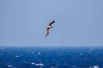 沖を飛翔する巨大なクロアシアホウドリ（アホウドリ科）。翼長は２m以上。
英名学名：Black-footed albatross, Diomedea nigripes
絶海の孤島である、三宅島周辺は非常に海鳥の数が多い。
東海汽船東京湾～伊豆諸島八丈島、太平洋航路の橘丸船上-2025
