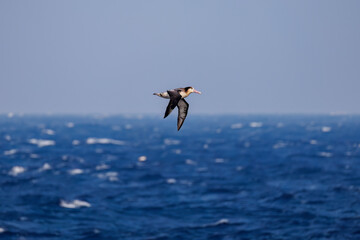 沖を飛翔する巨大なアホウドリ（アホウドリ科）。翼長は２m以上。
英名学名：Short-tailed albatross, Phoebastria albatrus
絶海の孤島である、三宅島周辺は非常に海鳥の数が多い。
東海汽船東京湾～伊豆諸島八丈島、太平洋航路の橘丸船上-2025
