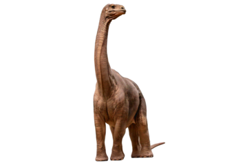 Brachiosaurus isolated on a transparent or white background