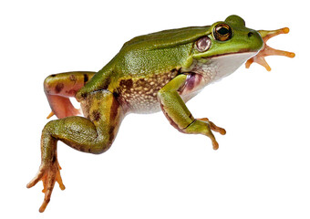 Fototapeta premium addy field green frog or Green Paddy Frog (Rana erythraea) isolated on transparent or white background