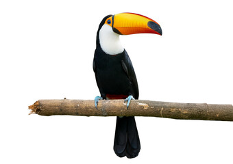Toucan toco bird, colored bird with big beak isolated on transparent or white background
