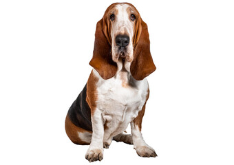 Basset Fauve de Bretagne sitting isolated on a transparent or white background