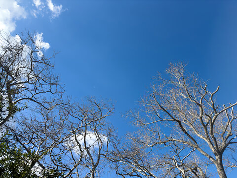 Bare tree branches, blue sky with scattered clouds background. Deciduous plants