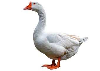 Obraz premium Goose white isolated on a transparent or white background