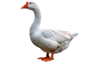 Goose white isolated on a transparent or white background