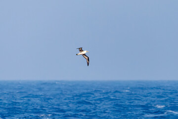 沖を飛翔する巨大なコアホウドリ（アホウドリ科）。翼長は２m以上。
英名学名：Laysan Albatross, Diomedea immutabilis
絶海の孤島である、三宅島周辺は非常に海鳥の数が多い。
東海汽船東京湾～伊豆諸島八丈島、太平洋航路の橘丸船上-2025
