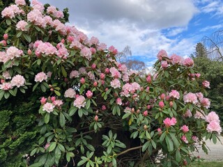 Früher Rhododendron blüht unter blauem Himmel mit Wolken in Rosa
