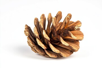 Dried pine cone, close-up.  A single, light brown, dry pine cone, with intricate, overlapping scales arranged in a spiral, is displayed against a plain white background.  