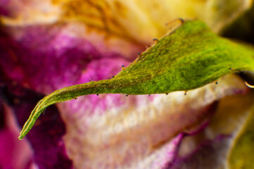 Dried pink rose. Single dried rose bud macro shot with detailed texture