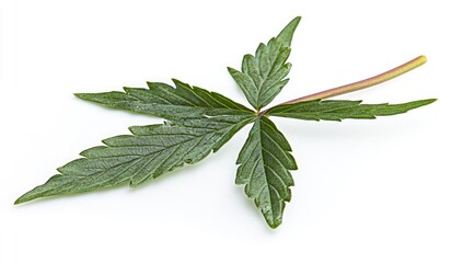 Obraz premium Single hemp leaf, vibrant green, isolated on white background. Detailed veins and structure visible
